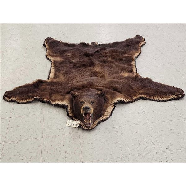 Big Chocolate Phase Black Bear Rug Taxidermy