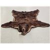 Image 1 : Big Chocolate Phase Black Bear Rug Taxidermy