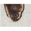 Image 4 : Big Chocolate Phase Black Bear Rug Taxidermy