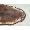 Image 5 : Big Chocolate Phase Black Bear Rug Taxidermy