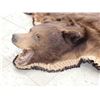 Image 7 : Big Chocolate Phase Black Bear Rug Taxidermy