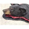 Image 4 : Big Black Bear Rug Taxidermy