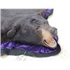 Image 7 : Black Bear Rug Taxidermy