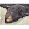 Image 5 : Black Bear Rug Taxidermy