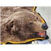 Image 4 : Alaskan Grizzly Bear Rug Taxidermy