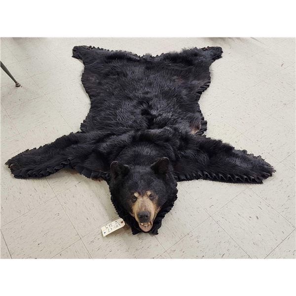 Black Bear Rug Taxidermy