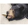 Image 4 : Black Bear Rug Taxidermy