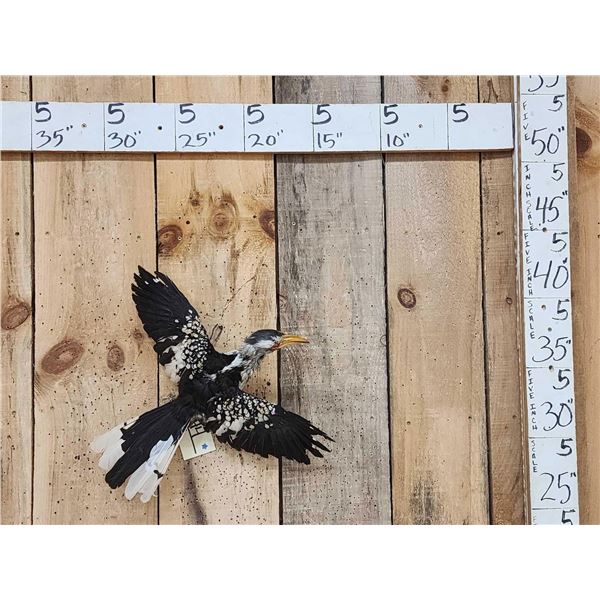 Southern Yello Billed Hornbill In Flight Bird Taxidermy
