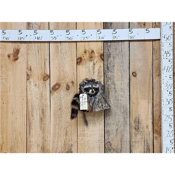Raccoon In A Log Taxidermy Mount