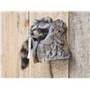 Image 3 : Raccoon In A Log Taxidermy Mount