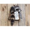 Image 4 : Raccoon In A Log Taxidermy Mount
