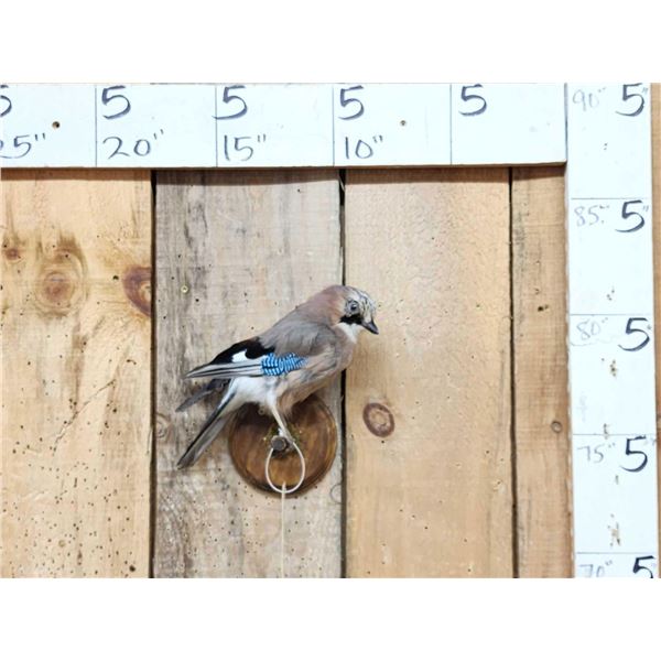 Eurasian Jay Full Body Bird Taxidermy