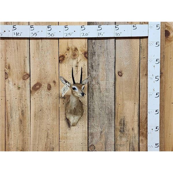 African Steinbok Shoulder Mount Taxidermy