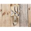 Image 2 : African Steinbok Shoulder Mount Taxidermy