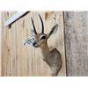 Image 4 : African Steinbok Shoulder Mount Taxidermy