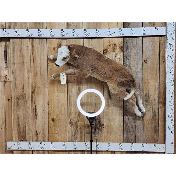 Baby Hereford Cross Calf Full Body Taxidermy Mount