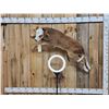 Image 1 : Baby Hereford Cross Calf Full Body Taxidermy Mount