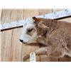 Image 2 : Baby Hereford Cross Calf Full Body Taxidermy Mount