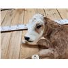 Image 3 : Baby Hereford Cross Calf Full Body Taxidermy Mount