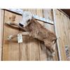 Image 5 : Baby Hereford Cross Calf Full Body Taxidermy Mount