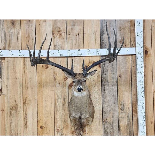 Giant Larger Than Life Fantasy Whitetail Shoulder Mount Taxidermy
