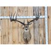 Image 1 : Giant Larger Than Life Fantasy Whitetail Shoulder Mount Taxidermy