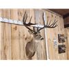 Image 2 : Giant Larger Than Life Fantasy Whitetail Shoulder Mount Taxidermy