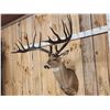 Image 3 : Giant Larger Than Life Fantasy Whitetail Shoulder Mount Taxidermy
