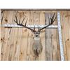 Image 4 : Giant Larger Than Life Fantasy Whitetail Shoulder Mount Taxidermy
