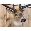 Image 5 : Giant Larger Than Life Fantasy Whitetail Shoulder Mount Taxidermy
