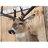 Image 6 : Giant Larger Than Life Fantasy Whitetail Shoulder Mount Taxidermy