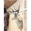 Image 7 : Giant Larger Than Life Fantasy Whitetail Shoulder Mount Taxidermy