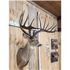 Image 8 : Giant Larger Than Life Fantasy Whitetail Shoulder Mount Taxidermy