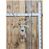 Image 1 : Axis Deer Shoulder Mount Taxidermy