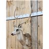 Image 2 : Axis Deer Shoulder Mount Taxidermy