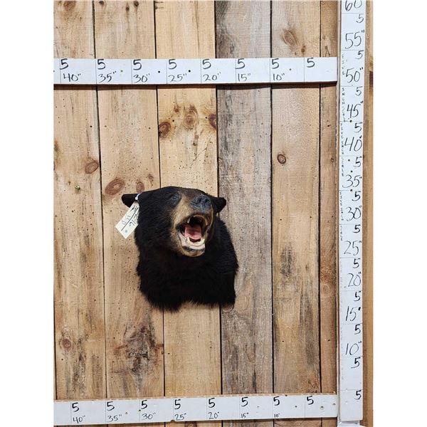 Black Bear Shoulder Mount Taxidermy