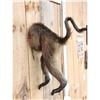 Image 2 : Baboon Rump Taxidermy