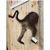 Image 3 : Baboon Rump Taxidermy