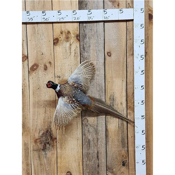 Ringneck Pheasant In Flight Bird Taxidermy