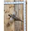 Image 1 : Ringneck Pheasant In Flight Bird Taxidermy