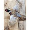Image 3 : Ringneck Pheasant In Flight Bird Taxidermy