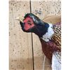 Image 4 : Ringneck Pheasant In Flight Bird Taxidermy