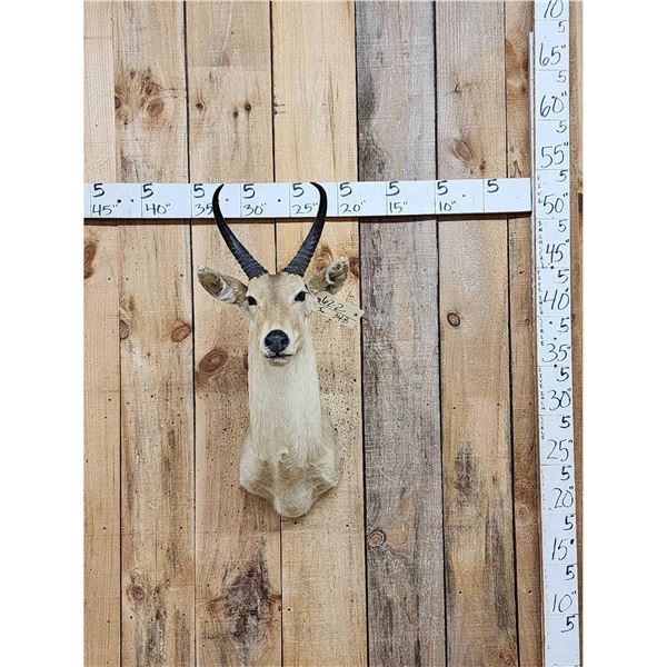 African Reedbuck Shoulder Mount Taxidermy