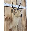 Image 3 : African Reedbuck Shoulder Mount Taxidermy
