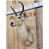 Image 4 : African Reedbuck Shoulder Mount Taxidermy