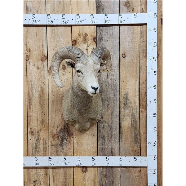 Rocky Mountain Bighorn Sheep Shoulder Mount Taxidermy