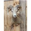 Image 2 : Rocky Mountain Bighorn Sheep Shoulder Mount Taxidermy