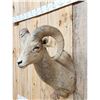 Image 3 : Rocky Mountain Bighorn Sheep Shoulder Mount Taxidermy