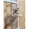Image 4 : Rocky Mountain Bighorn Sheep Shoulder Mount Taxidermy