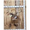 Image 1 : Giant Whitetail Shoulder Mount Taxidermy